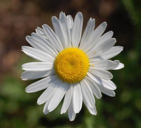 Réti margitvirág Május Királynője - Margaréta, Leucanthemum vulgare , etnobotanika